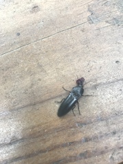 Melanactes densus