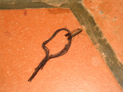 Eucomatocera vittata