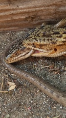 Elgaria multicarinata multicarinata