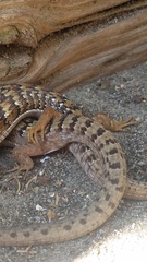 Elgaria multicarinata multicarinata