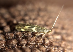 Oinophila v-flava