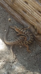 Elgaria multicarinata multicarinata