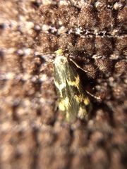 Oinophila v-flava