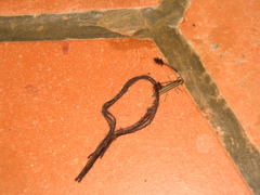 Eucomatocera vittata