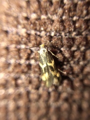 Oinophila v-flava