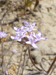 Phyllopodium cephalophorum