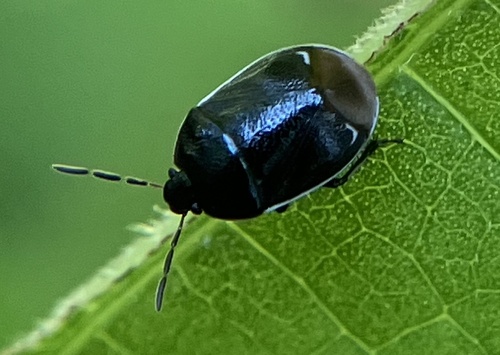 Sehirus cinctus texensis