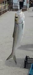 Alosa kessleri