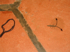 Eucomatocera vittata