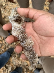 Masticophis flagellum