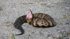 Cottonmouth photo 4