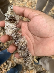 Masticophis flagellum