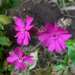 Silene dioica