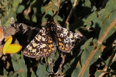 Eurranthis plummistaria