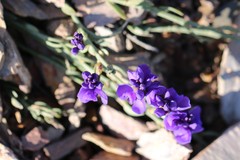 Polygala microphylla