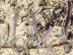 Phyllopodium cephalophorum