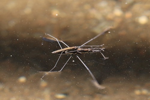River Skater