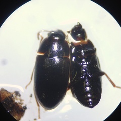 Archeocrypticus topali