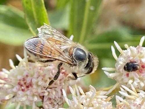 iNaturalist observation photo of Beetles
