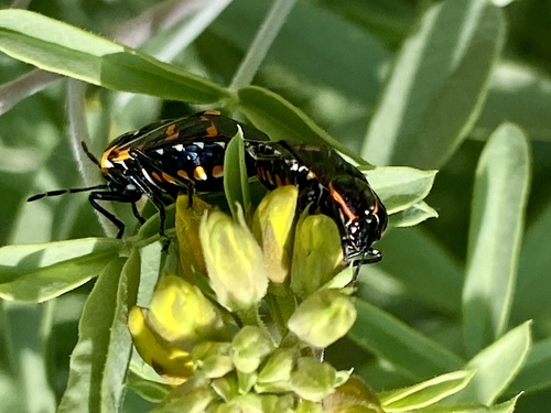 iNaturalist observation photo of Harlequin Bug