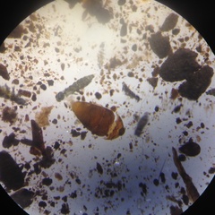 Corylophidae