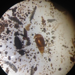 Corylophidae