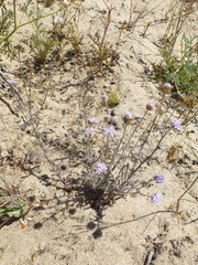 Phyllopodium cephalophorum