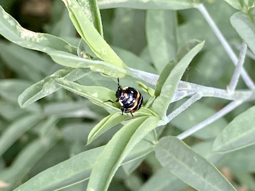iNaturalist observation photo of Harlequin Bug