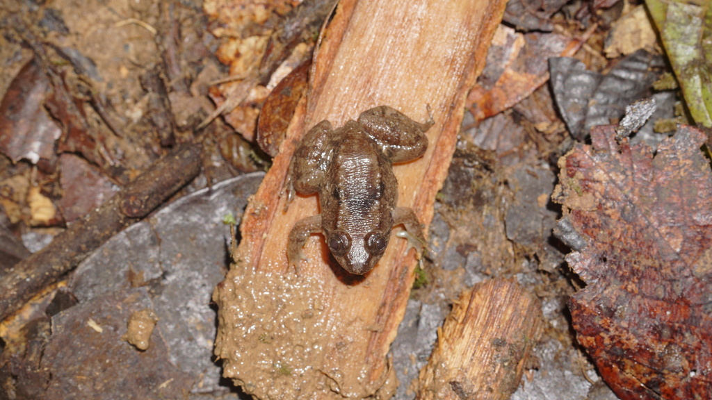 Bangkong Palawan (Limnonectes palavanensis)