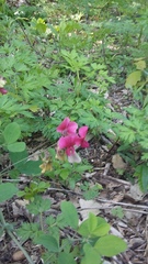 Lathyrus rotundifolius