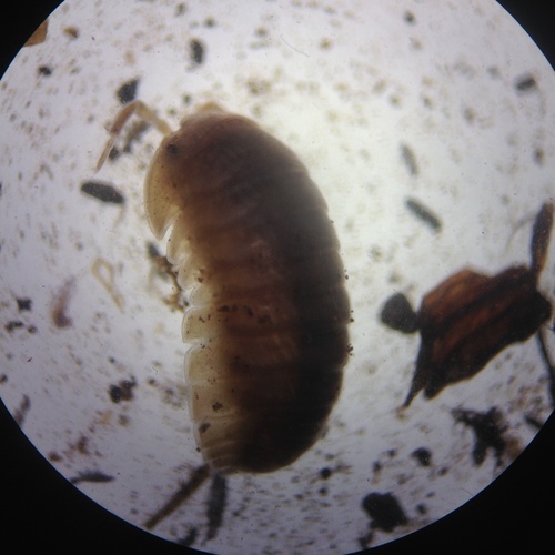 Eluma caelata