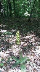Orchis punctulata