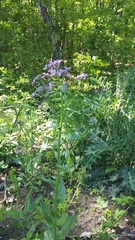 Hesperis pycnotricha