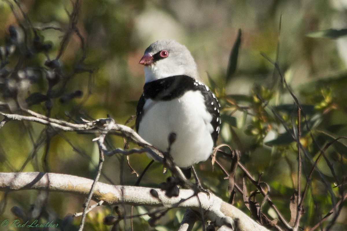 Diamond Firetail illustration