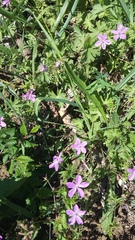 Geranium asphodeloides