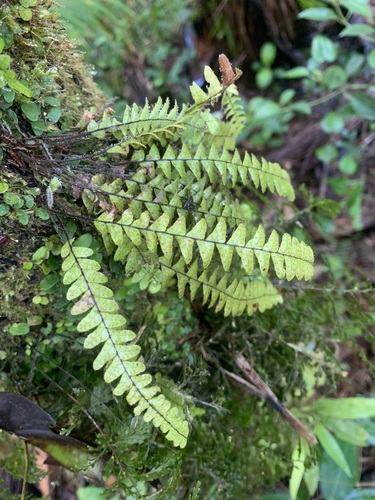 Grammitis hanekeana