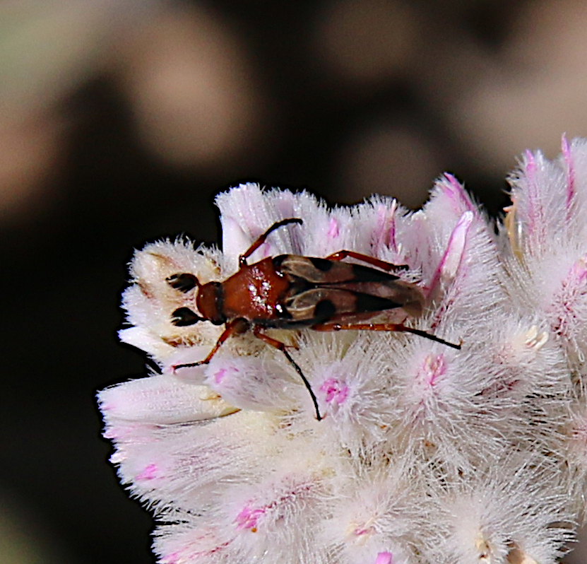 Macrosiagon novaehollandiae