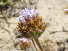 Phyllopodium cephalophorum