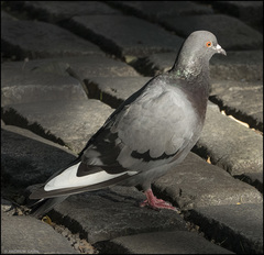 Columba livia domestica