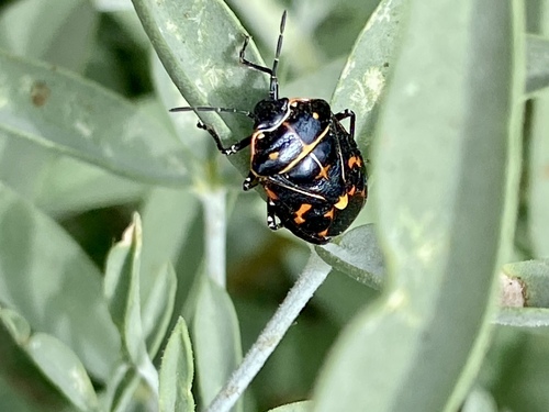 iNaturalist observation photo of Harlequin Bug