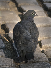Columba livia domestica