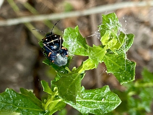 iNaturalist observation photo of Harlequin Bug