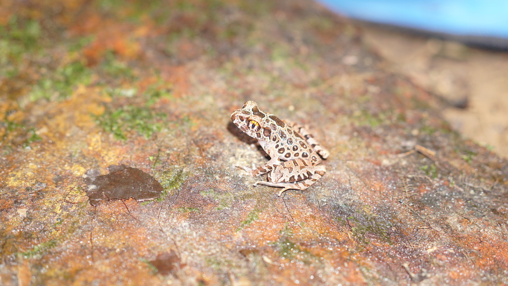 White-bellied Slender Litter Frog (Leptobrachella hamidi)