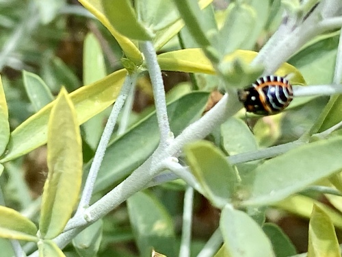 iNaturalist observation photo of Harlequin Bug