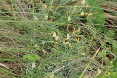 Astragalus ucrainicus