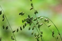 Melica picta