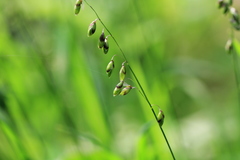 Melica picta