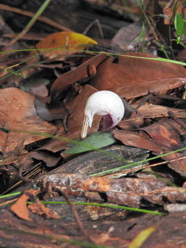 Image of Fairy Lanterns (Corybas barbarae) by (c) Scott W. Gavins, some rights reserved (CC BY)