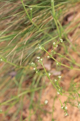 Asperula graveolens
