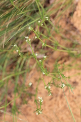 Asperula graveolens